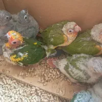 فروش طوطی گرینچیک