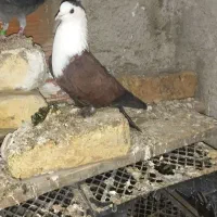 کربلایی.نر.پرش