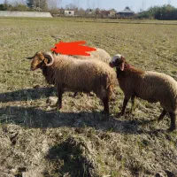 دو عدد گوسفند نر نژاد دار..افشار و زل تاب مخصوص