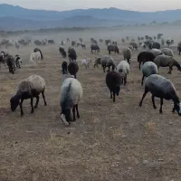 فروش گوسفند نژاد شال ب تعداد100راس|حیوانات مزرعه|ضیاء آباد, |دیوار