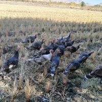 بوقلمون محلی|حیوانات مزرعه|صحنه, |دیوار