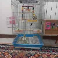 یک جفت بادو تخم ویک جوجه چهار ماهه وقفس