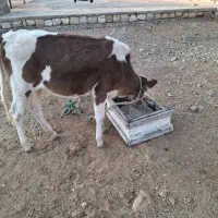 گاو و‌گوساله