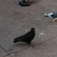 جوجه تهرانی