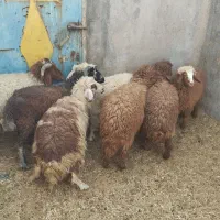 بره نره وماده|حیوانات مزرعه|بندر ماهشهر, |دیوار