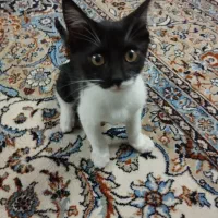 واگذاری گربه بازی گوش
