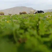 فروش 7عدد بز درجه یک