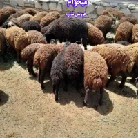 گوسفند نر چکی جهت پروار