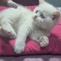 گربه اسکاتیش بریتیش