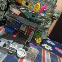 وسایل کفتر ،پرنده وغیره