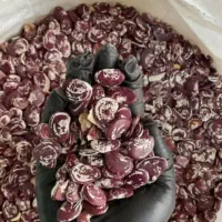 فروش لوبیا درشت یا لوبیا عروس قیمت مناسب|خوردنی و آشامیدنی|تربت جام, پاسداران|دیوار