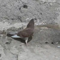 ۳ عدد جوجه. دوتا کنار خیس جیر جوری یدونه دوپری