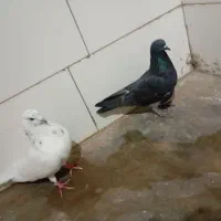 کاشانی نرو ماده