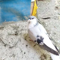 کبوتر نر