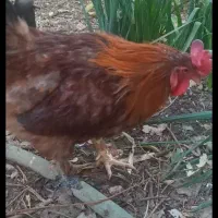 فروش خروس برهما|حیوانات مزرعه|اردکان, |دیوار