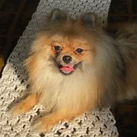 سگ پامرانین|سگ|تهران, گلستان (شهرک راه آهن)|دیوار