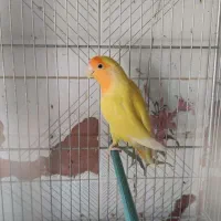 اوپال برزیلی کله نارنجی|پرنده|شیراز, لشکری‎|دیوار