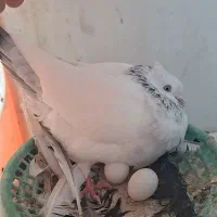 سینه آبی|پرنده|شیراز, حومه شیراز|دیوار