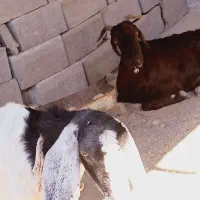 4عدد بز ویک پاچن