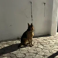 سگ ژرمن ف مناسب|سگ|اردبیل, |دیوار