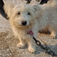 سگ شیتزو بازیگوش