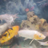 فروش ماهی کوی|ماهی|یزد, |دیوار