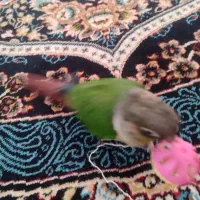 طوطی عروس و گرینچیک