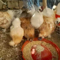 فروش خورس ابریشمی اصل|حیوانات مزرعه|باغ ملک, |دیوار