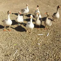 مرغ خرس و بوغاز