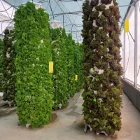 نیازمند سرمایه گذار در گلخانه هیدروپونیک مدرن|فعالیت داوطلبانه|تهران, پاسداران|دیوار