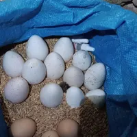 تخم بوقلمون