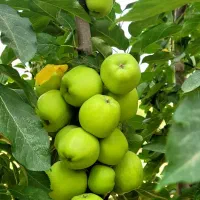 کارشناسی مجازی درخت گل وگیاه وکشت زراعی