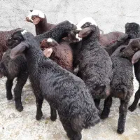 گوسفند شیشک جوان بابره|حیوانات مزرعه|سنندج, |دیوار