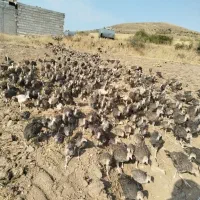 حیوانات ومزرعه