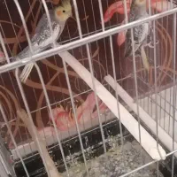 3عدد عروس هلندی نر|پرنده|اقبالیه, |دیوار