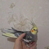 فروش عروسهای هلندی|پرنده|اردبیل, |دیوار