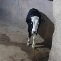 گوساله ۹ماهه