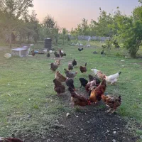مرغ وخروس