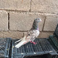 کبوتر سرور آتشی