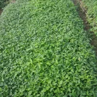 نهال گوجه فرنگی و خربزه  و فلفل و بادمجان