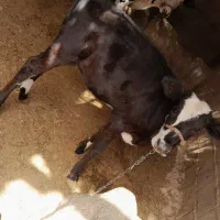 گاو شیری با گوساله ماده|حیوانات مزرعه|تیمور آباد, |دیوار