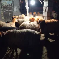 میش‌بختیاری‌‌|حیوانات مزرعه|دهدشت, |دیوار