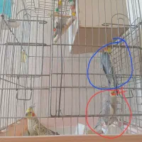 2 سال|پرنده|آبسرد, |دیوار
