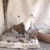 پرنده خوش رنگ|پرنده|قم, آزادگان|دیوار