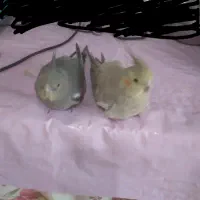 فوق العاده  باهوش هستن
