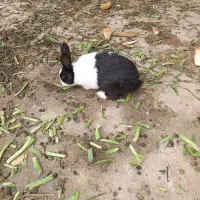 خرگوش نر سرحال و بازیگوش و زیبا