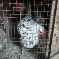 مرغ خروس گلین و تیمچه گلین ،جوجه یک ماهه و دوماهه|حیوانات مزرعه|تهران, سعیدآباد|دیوار