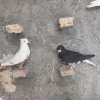 کبوتر،چپ سیاه دم قهوه ای و پلاکی