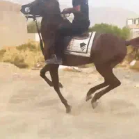 اسب یسر عرب ۳ ساله .