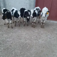 گاو گوساله نر